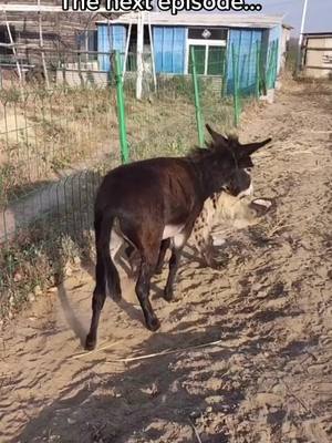 A post by @carteradriana on TikTok caption: Mr Donkey: Stop picking on me! #donkey #hyena #fight #winner #loser #foryou