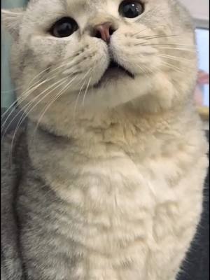 A post by @pets1010 on TikTok caption: Why are you so sad? be happy❤️❤️❤️#catlover #cat #fyp #cutecat