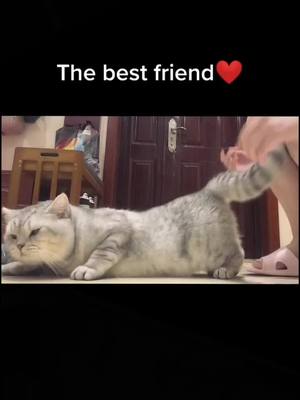 A post by @pets1010 on TikTok caption: She enjoy it. ❤️❤️❤️#cutecat #fyp #cat #catlover #funnycat #catsoftiktok