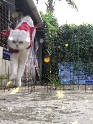 A post by @straydogs1 on TikTok caption: #jump #cat