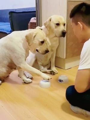 A post by @vvtiky on TikTok caption: Clever+clumsy #dogoftiktoks #dogsoftiktoktiktok #dogreaction #dog #labradorretriever #dogreacts #dogs #dogoftik