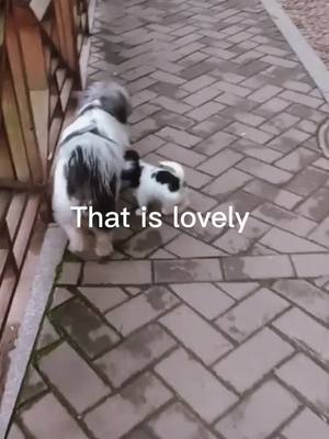 A post by @rescuedogs0 on TikTok caption: Puppy and his mommy #fyp #foryou #dog #puppy