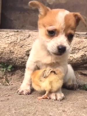 A post by @yourpet520 on TikTok caption: #dog #chick 😘🐕🐕