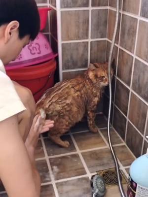 A post by @vikipuppy on TikTok caption: Massage 💆‍♂️ #massage #showertok #catsoftiktok #catslovers #funnyvideos