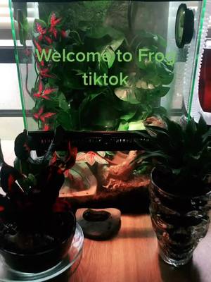 A post by @vanlifesarah on TikTok caption: Frog tiktok🐸🐸 #frog #redeyegreentreefrog #cleaningtiktok