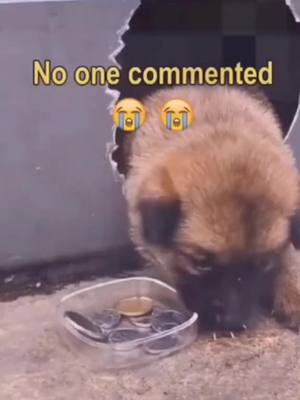 A post by @petlovefei5 on TikTok caption: #greenscreenvideo Poor  little thing.I want to take it home.Do u support it?#foryou#dogs