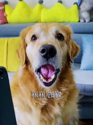 A post by @pajihug on TikTok caption: #dog #pet #smartdog #dogsavelife #dogstory #foryou