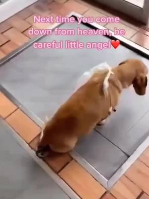 A post by @petlovefei5 on TikTok caption: Sorry... do you think me ugly_ 😥😥#fyp #uglyboy #dog #doglove #petlover #foryou #foryoupage