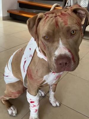 A post by @bruce_elpitbull on TikTok caption: Ya regrese después de un largo descanso por la pandemia. Feliz 🎃 👻  ¡Les mando un beso! #halloween #dogcostume #mummydog