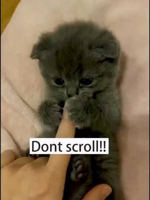 A post by @doglovehuman on TikTok caption: I know u will say NO.  #foryou #cat #tiktokanimal