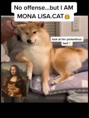 A post by @petstory11 on TikTok caption: MONA LISA THE CAT🤣#fyp #foryou #animalfriends #pet #cat #boostyourmood #petslover