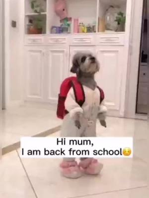 A post by @petstory11 on TikTok caption: How clever I am#watch tv#dog#pet#puppy#funny#foryou#pet