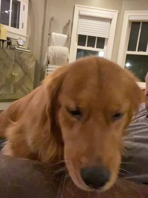 A post by @lalalaladudley on TikTok caption: #goldenretriever #WellDone #WeWinTogether #imsittinghere #vote