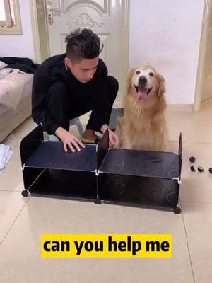 A post by @lindabiki on TikTok caption: dogs understand everything#foryou #petlover #dog