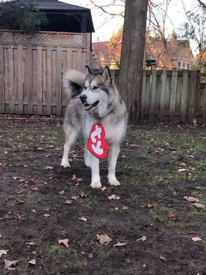 A post by @kodathealaskanmalamute on TikTok caption: Happy Halloween! I’m a beanie baby 🧸🎃👻 #fyp