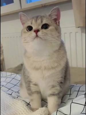 A post by @pets1010 on TikTok caption: The hungry cat😂😂😂#cutecat #cat #catlover #fyp