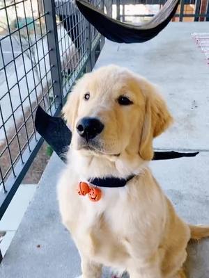 A post by @mjthefloof on TikTok caption: it’s a freaking bat! 🦇🧡#fyp#foryou#puppy#goldenretriever#goldensoftiktok#dogsoftiktok#goldenpuppy