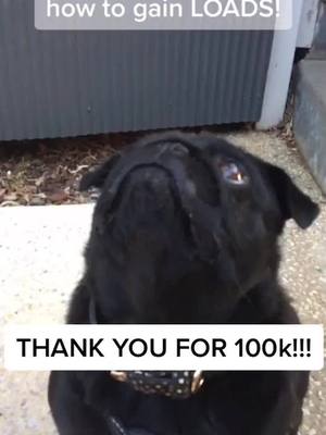 A post by @daisyandstormi on TikTok caption: 100k Daisynators❗️😱😱😱 #thankyoufor100k #fyp #foryou #pug