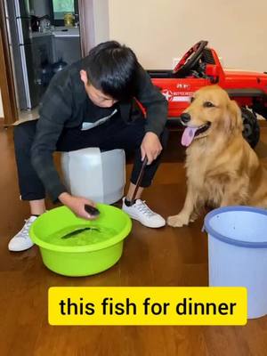 A post by @lindabiki on TikTok caption: what a warmhearted puppy😌#dog #petlover #foryou