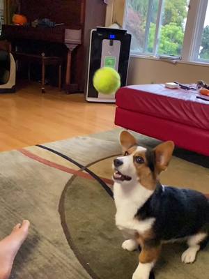 A post by @itsremythecorgi on TikTok caption: Learned how to catch a ball at grandma’s house! 😅 #dogs #dogsoftiktok #corgi #puppy #slowmo #fyp #foryou