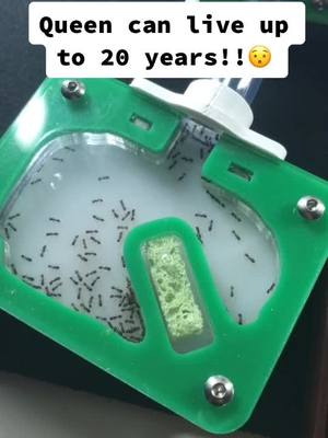 A post by @antsmanitoba on TikTok caption: My pet ants 🤠 #ants #ant #antcolony #antscanada #antsoftiktok #antkeeping