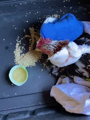 A post by @embar_vibes on TikTok caption: I know with everything going on this is small but please keep my little guy in your thoughts and prayers. 😢#chickenmom #chickens #prayers  #recovery