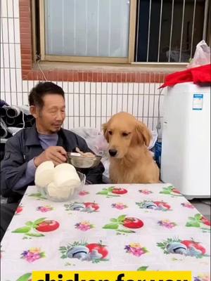 A post by @lindabiki on TikTok caption: dog take care of grandpa🙏#foryou #petlover #dog