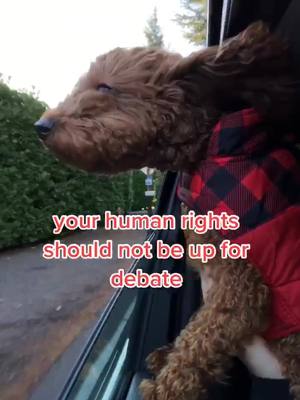 A post by @mactheminidoodle on TikTok caption: take care of yourself tonight ❤️  #2020elections #humanright