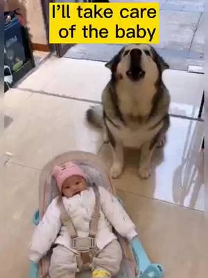 A post by @petstory11 on TikTok caption: I will take care of the baby#Love#oet#dog#foryoupage #foryou#fyp#cute#