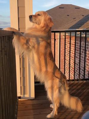 A post by @goldenbenjamin on TikTok caption: seeing a golden boy during golden hour is one of the purest forms of luck ✨✨