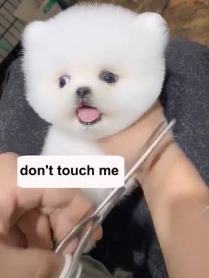 A post by @mycuties123 on TikTok caption: A ANGRY  DOG#fyp #dog #puppy #cute #petslover #pets