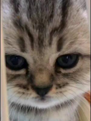 A post by @cutefunnypet on TikTok caption: make a ferocious expression. #cute #fun #funny