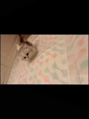 A post by @pets1010 on TikTok caption: come on❤️❤️❤️#funny #cat #cutecat #fyp #catsoftiktok #funnycat