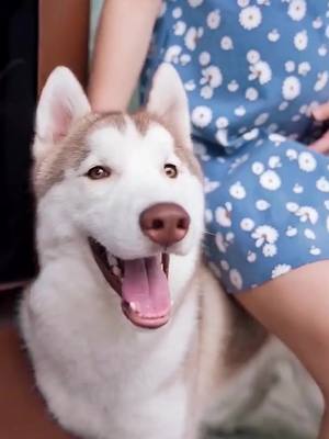 A post by @atokit_petworld on TikTok caption: #husky #petlover #dogslove #fyp