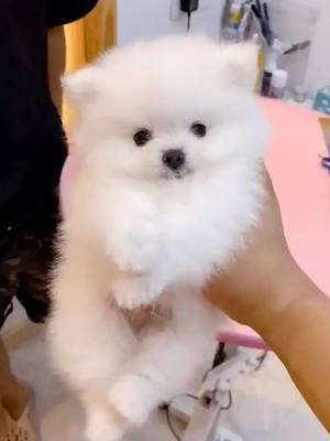 A post by @summer2135 on TikTok caption: #tiktokpet #follow #cutepet #puppy