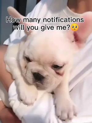 A post by @kikidog0 on TikTok caption: How many notifications do you give me? #doggy #puppylove #petlover #dogsoftiktok #doglover #pet #dogs #cute #dog #puppy