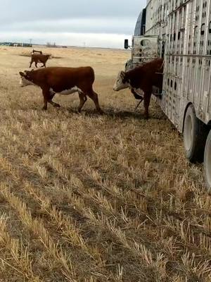 A post by @halnixdorff on TikTok caption: The elusive belly dump. #bullracks #cattle #ranch #farm #ag #beef #bullhauler #hereford #cowboy #rancher #ranchlife