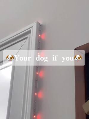 A post by @.fun..factsss on TikTok caption: #greenscreen #NeonShadow #MyHobby #fyp #foryou #foryoupage #fup #dog #cute #viral #trending #blowup #dontflop #makemefamous #xyzbca #fypp