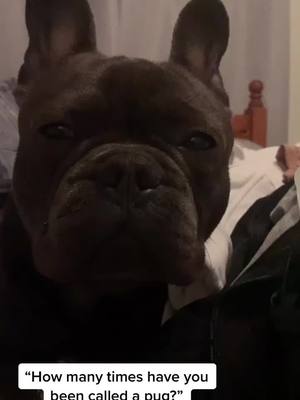 A post by @winstonfrench20 on TikTok caption: I’m not a pug #frenchie #frenchbulldog #pugsoftiktok #more