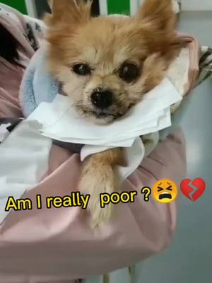 A post by @petfrienddd on TikTok caption: I'm  very sick now. 🤕  No One Play  with me.    Why Am I so Poor_😭#petbestfriend #puppylove #doggydaycare