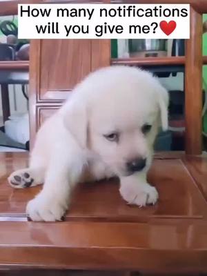 A post by @kikidog0 on TikTok caption: How many? #puppylove #petlover #doggy #dogsoftiktok #doglover #pet #dogs #cute #dog #cute #puppy #puppy