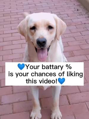 A post by @kikidog0 on TikTok caption: What is your battary? #puppy #cute #dog #pet #dogs #dogsoftiktok #doglover #puppylove #petlover