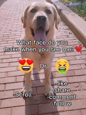 A post by @kikidog0 on TikTok caption: What face do you make when you see me? #NeonShadow #petlover #puppylove #doglover #dogsoftiktok #dogs #pet #dog #cute #puppy #doggy