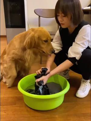 A post by @lindabiki on TikTok caption: helpful puppy😍#petlover #foryou #dog