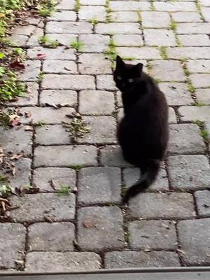 A post by @bennie_boy0317 on TikTok caption: So jealous of the neighborhood kitty 🙄 #bennie #angryfloof #catsoftiktok #PetsOfTikTok