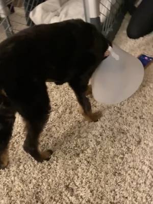 A post by @zuritheaussiedoodle on TikTok caption: She didn’t move for 5 minutes lol #spayed #puppy #aussiedoodle #aussiedoodlepuppy #cutepuppy #zuridoodle #coneofshame