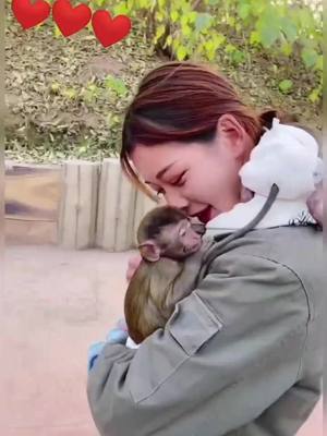 A post by @creativemanual on TikTok caption: Late update today, Follow me 😗😗😗#foryou #fyp  #foryoupage #monkeys #tiktok #zoo