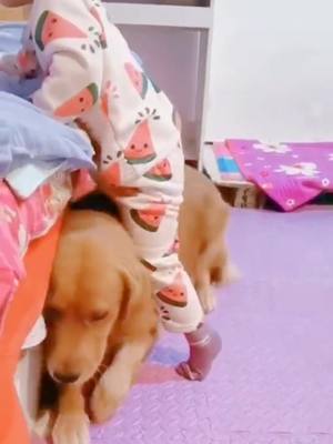 A post by @cutepet33 on TikTok caption: when mom is not here, I will take care of you,cute puppy 🐶 #foryoupage #dog #puppy