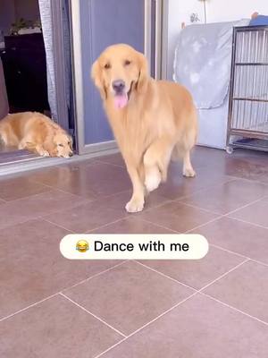 A post by @cutepet33 on TikTok caption: A dancer dogs #foryoupage #puppy #dog #dogs #smartdog#dancedogchallenge