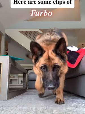 A post by @furbothegsd on TikTok caption: Enjoy! • #MotivationMonday #fyp #getmeviral #getthisonthefyp #dog